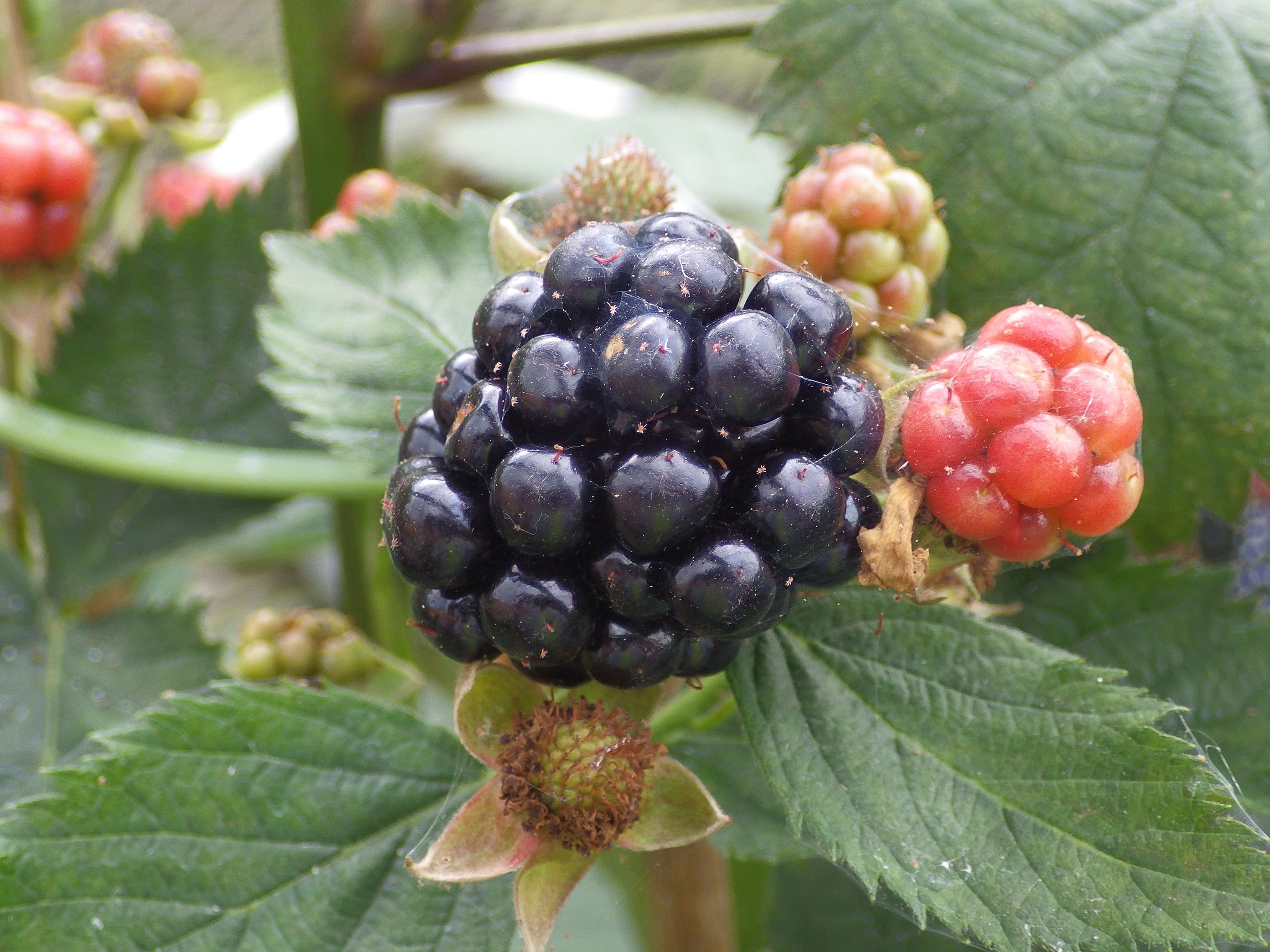 Amazon.co.jp: トゲなしブラックベリー『トリプルクラウン